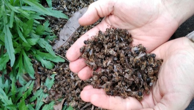 Salviamo api e agricoltori