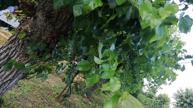 Baver 2019 Incontro Contadino
